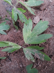 Ranunculus hispidus nitidus