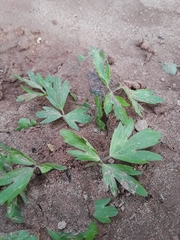 Ranunculus hispidus nitidus