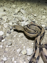 Bogertophis subocularis