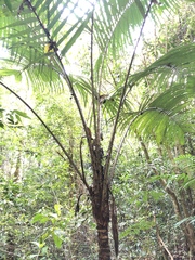 Astrocaryum mexicanum