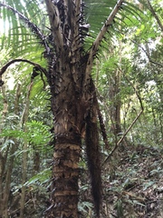 Astrocaryum mexicanum