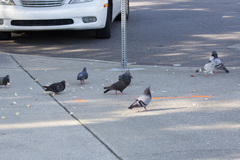 Columba livia domestica
