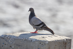 Columba livia domestica