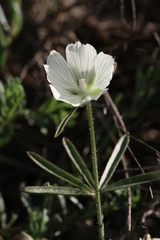 Sidalcea hirsuta
