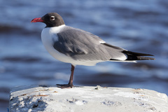 Leucophaeus atricilla