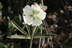 Sidalcea hirsuta