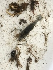 Palaemon macrodactylus