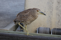 Nycticorax nycticorax image