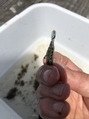 Palaemon macrodactylus