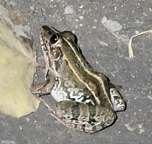 Black-spotted Frog