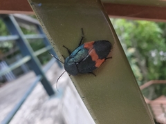 Eucorydia dasytoides