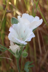 Sidalcea hirsuta