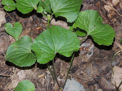 Violaceae