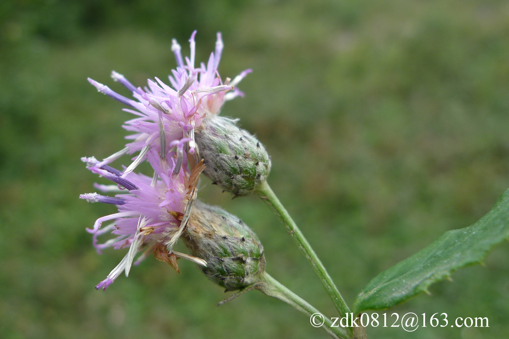 Saussurea nivea