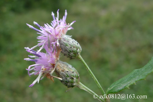 ARSOA　SAUSSUREA Saussurea - Wikipedia