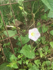 Calystegia hederacea