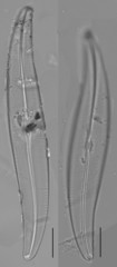 Gyrosigma acuminatum
