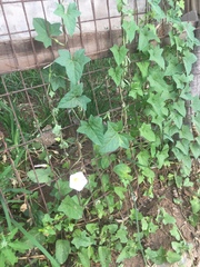 Calystegia hederacea