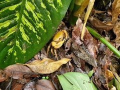 Nanhaipotamon formosanum