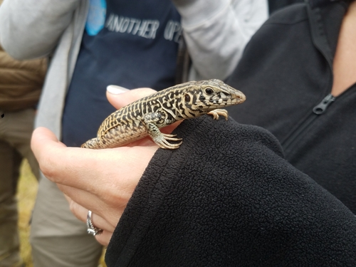 iNaturalist observation photo of Western Whiptail