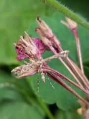 Amblyptilia pica
