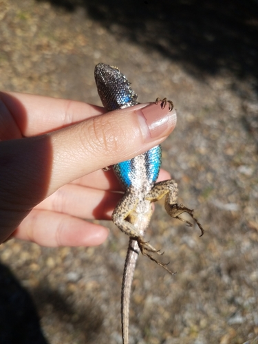 iNaturalist observation photo of Western Fence Lizard