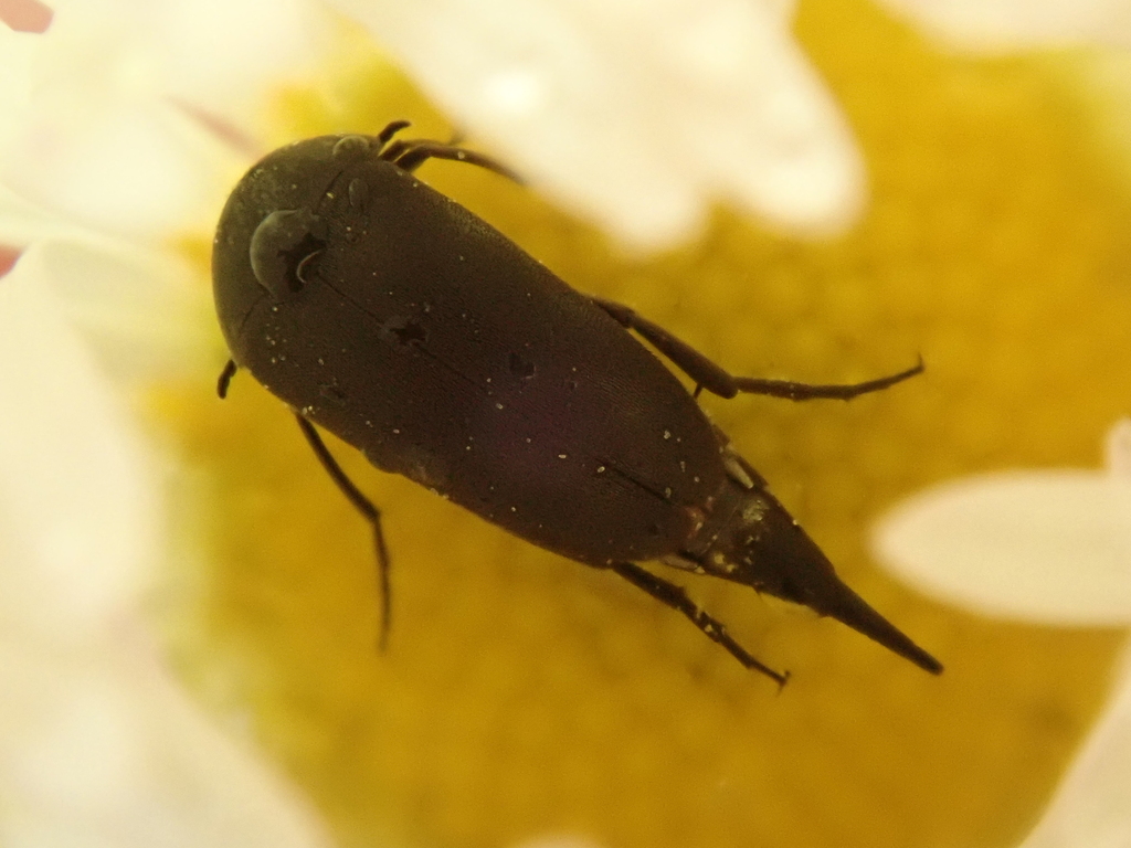 Mordella brachyura