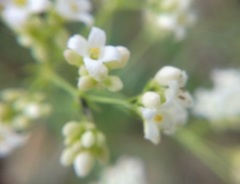 Galium xeroticum