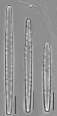 Fragilaria capucina