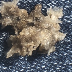 Conopeum chesapeakensis