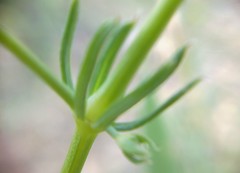 Galium xeroticum