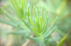 Galium xeroticum