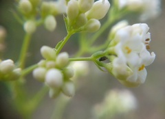 Galium xeroticum
