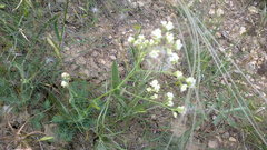 Galium xeroticum