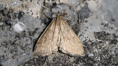 Anania fuscalis