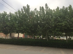 Platanus