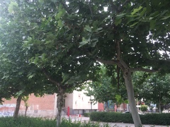 Platanus