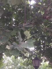 Platanus