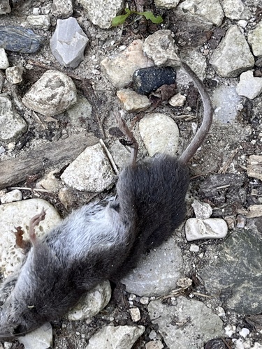 Bicolored Shrew