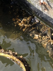 Conopeum chesapeakensis