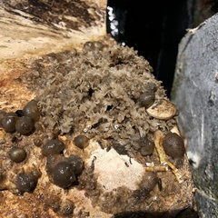 Conopeum chesapeakensis