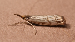 Chrysocrambus