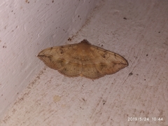 Anticarsia irrorata