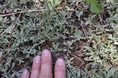 Antennaria rosea