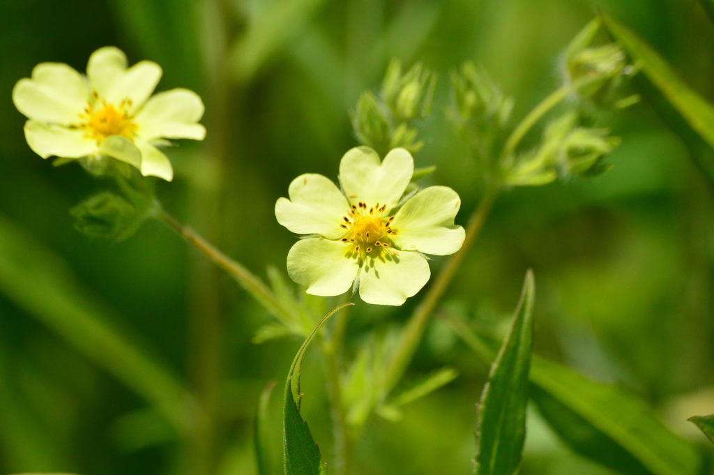 Potentilla recta — a medium houseplant, prefers full sun light