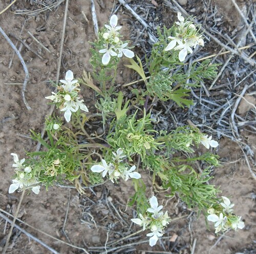 Image of Teucrium laciniatum by (c) saltyhiker, some rights reserved (CC BY)