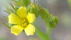 Linum corymbulosum