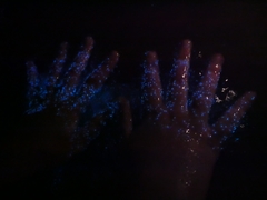 Noctiluca scintillans