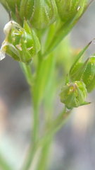 Linum corymbulosum