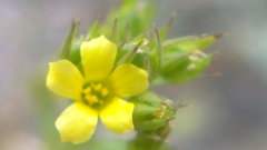 Linum corymbulosum